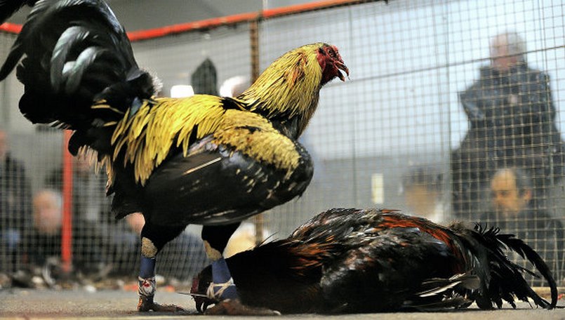 Luật chơi đá gà cơ bản tại các trường gà