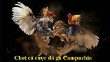 Đá gà trực tiếp Campuchia – Kinh nghiệm chơi đá gà từ A đến Z
