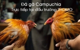 Tổng hợp các thông tin liên quan đến đá gà trực tiếp thomo