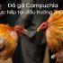 Tổng hợp các thông tin liên quan đến đá gà campuchia