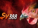 SV388 link là gì? Tại sao link truy cập Sv388 hay bị thay đổi